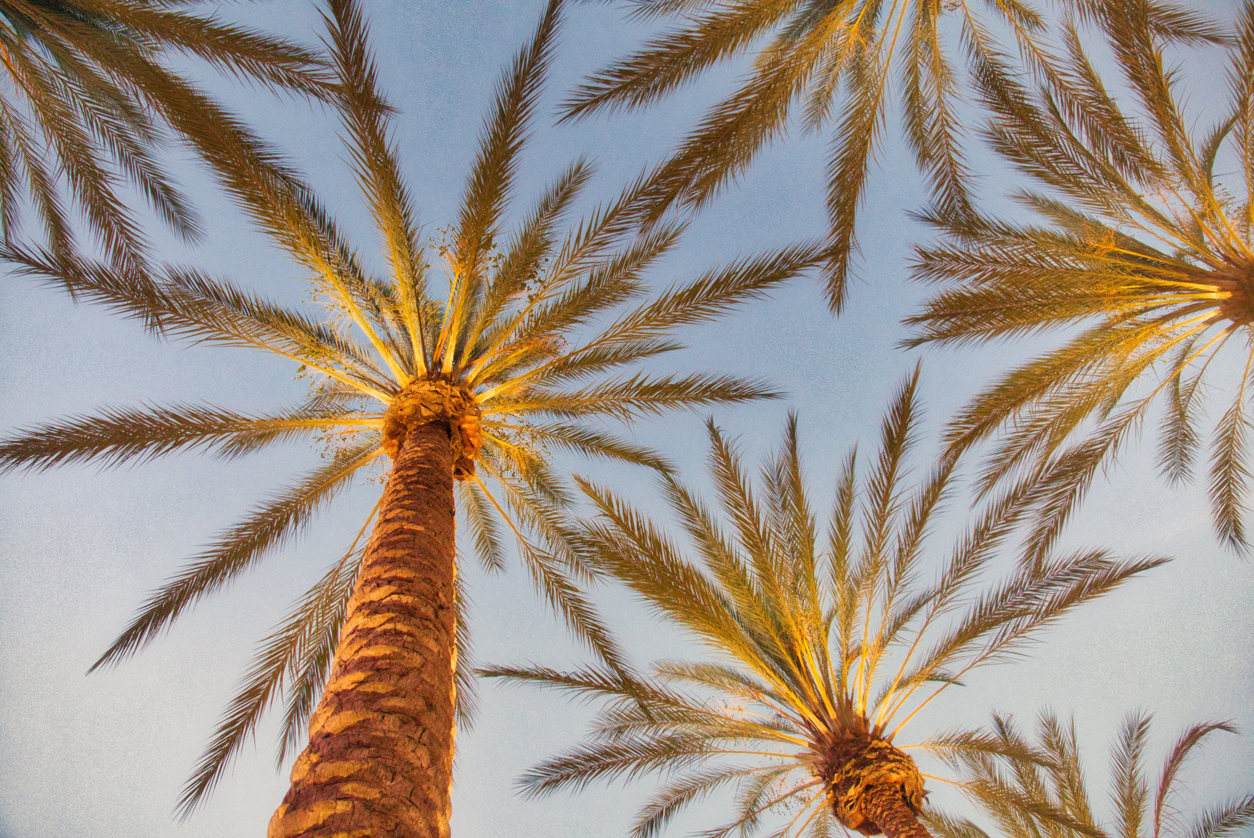 California ADA